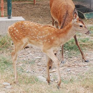 Red deer fawn - Peshawar zoo 6/23/2019