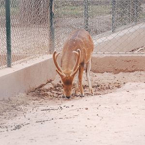 Hog deer - Peshawar zoo 6/23/2019