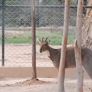 Grey goral - Peshawar zoo 6/23/2019