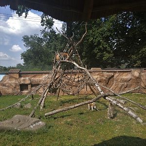 Patas Monkey Outdoors