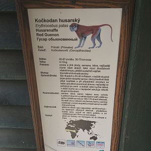 Patas Monkey Signage