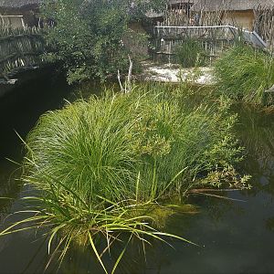 Nile Crocodile Exhibit