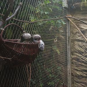 Emperor Tamarins