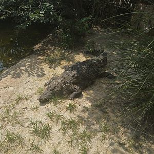 Nile Crocodile