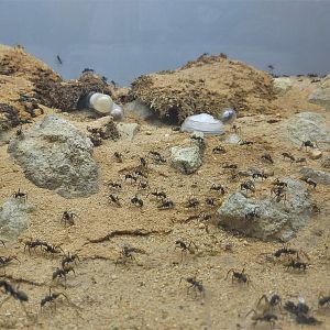 Yellow-haired Sugar Ant