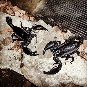 Heterometrus petersii