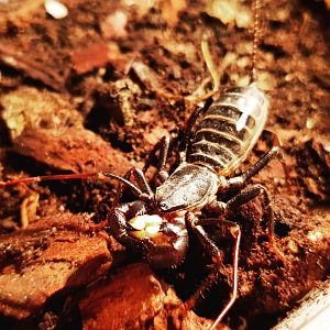 Mastigoproctus giganteus