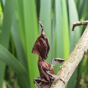 Phyllocrania paradoxa