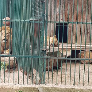 Lion enclosure