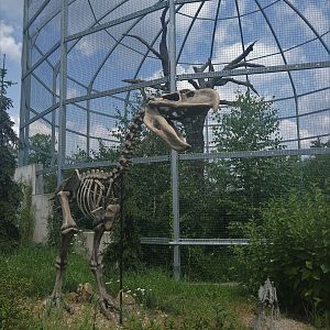 Terror Bird Skeleton