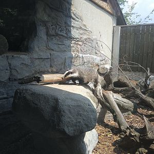 European Badger Exhibit