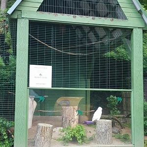 Snowy owl exhibit