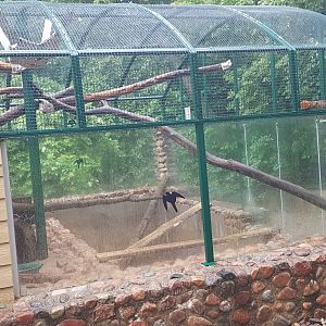 Racoon exhibit