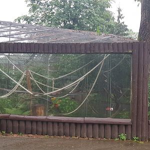 Cotton top tamarin exhibit