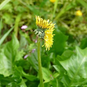 A double-headed dandelion, June 2019