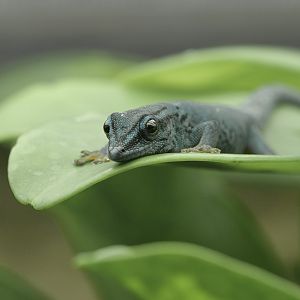 Electric blue day gecko