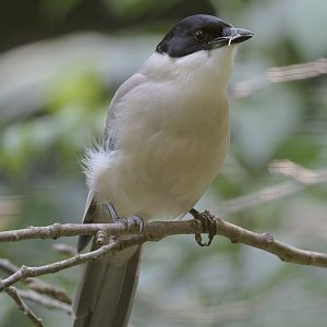 Azure-winged magpie