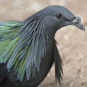 Nicobar pigeon