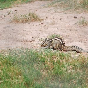 Wild northern palm squirrel - Peshawar zoo 6/23/2019