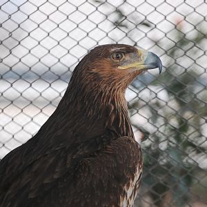 Golden eagle - Peshawar zoo 6/23/2019