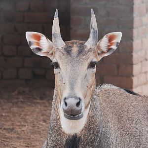 Nilgai - Peshawar zoo 6/23/2019