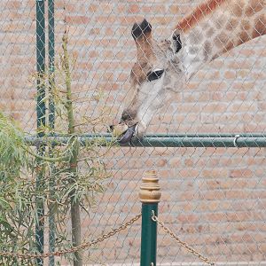 Giraffe feeding - Peshawar zoo 6/23/2019