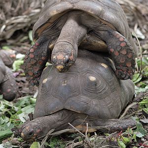 Red-footed tortoises mating