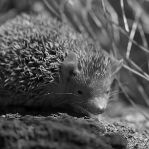 Pygmy hedgehog tenrec