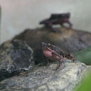 Pebas stubfoot toad calling