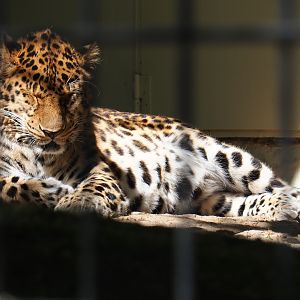 Amur leopard (Panthera pardus orientalis), 2019-04-20