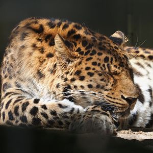 Amur leopard (Panthera pardus orientalis), 2019-04-20