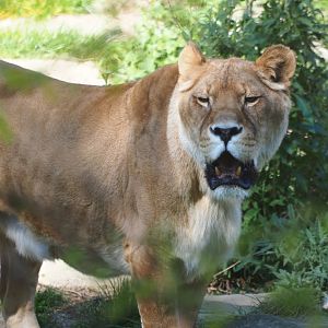 African lioness (Panthera leo) Caitlin, 2019-04-20