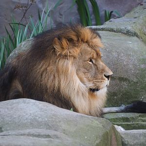 African lion (Panthera leo) Nestor, 2019-04-20