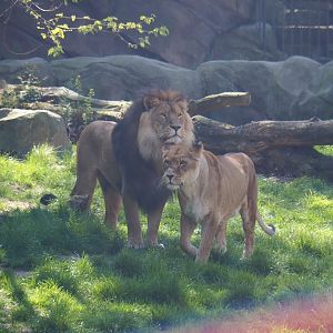 African lions (Panthera leo) Nestor and Caitlin, 2019-04-20