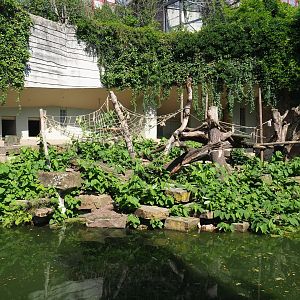 Ring-tailed coati exhibit - Former Siberian tiger terrace, 2019