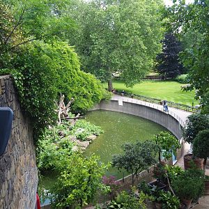 Ring-tailed coati exhibit - Former Siberian tiger terrace, 2019