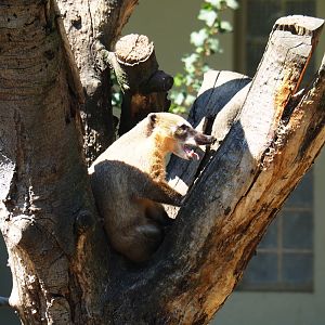Ring-tailed coati (Nasua nasua), 2019-04-20