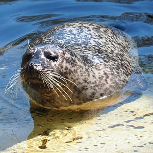 Eastern Atlantic harbor seal (Phoca vitulina vitulina), 2019-04-20
