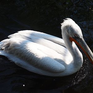 Dalmatian pelican (Pelecanus crispus), 2019-04-20