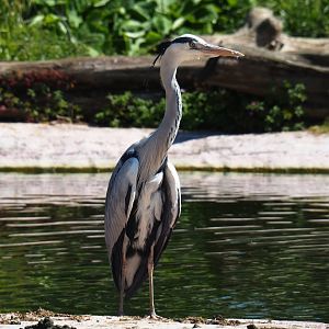 Wild grey heron (Ardea cinerea), 2019-04-20