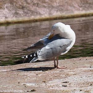Wild European herring gull (Larus argentatus), 2019-04-20