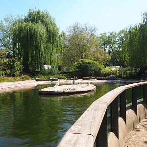 Hippopotamus exhibit, 2019-04-20