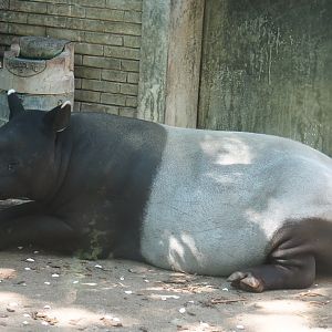 Malayan tapir (Tapirus indicus) Nakal, 2019-04-20