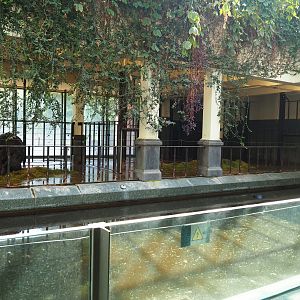 HIppopotamus indoor housing - Main stable, 2019