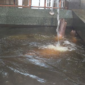 Spa treatment for hippopotamus (Hippopotamus amphibius) Bouli? - 2019-04-20