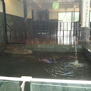 HIppopotamus indoor housing - Separation stable, 2019