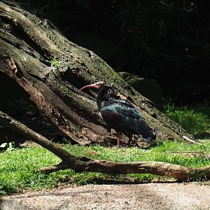 Waldrapp (Geronticus eremita), 2019-04-20