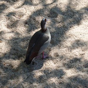 Feral Egyptian goose (Alopochen aegyptiacus), 2019-04-20
