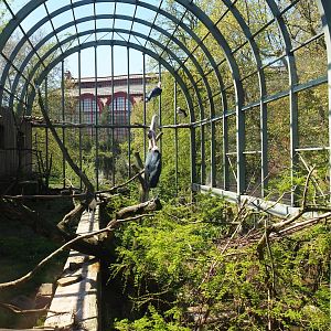 Mixed aviary next to and on top of the hippopotamus house, top level view -  2019-04-20