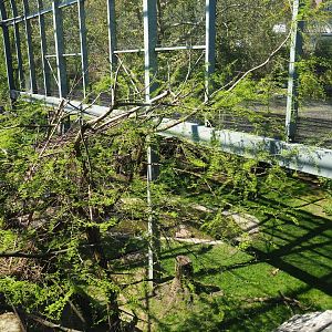 Mixed aviary next to and on top of the hippopotamus house, top level view - 2019-04-20